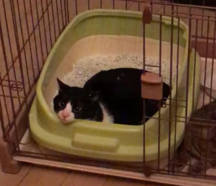 トイレで寝るハチワレ猫