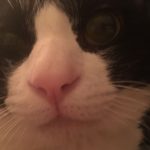 うちの白黒タキシードのハチワレ猫ちゃんの画像20選