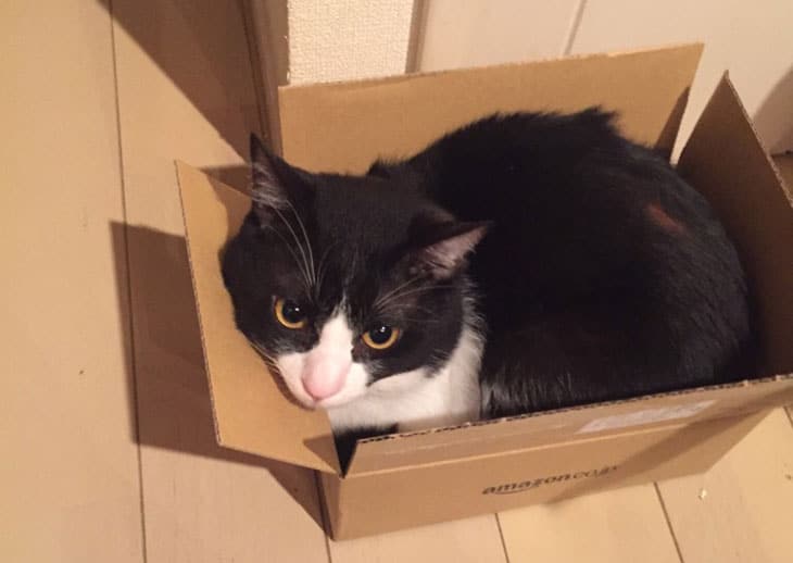amazonの箱 猫