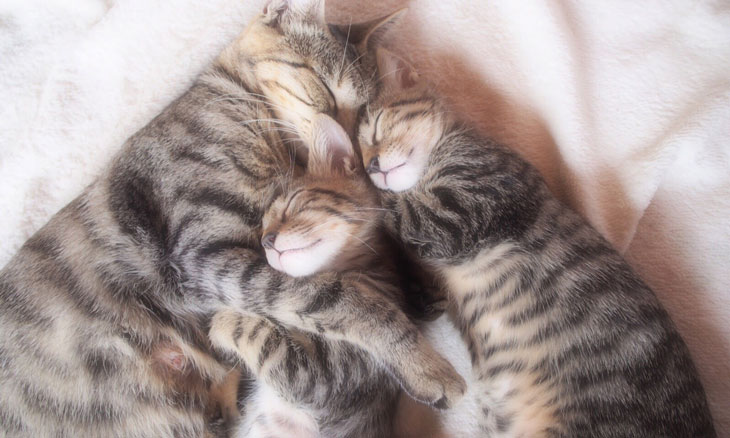 お母さんと眠る兄弟子猫