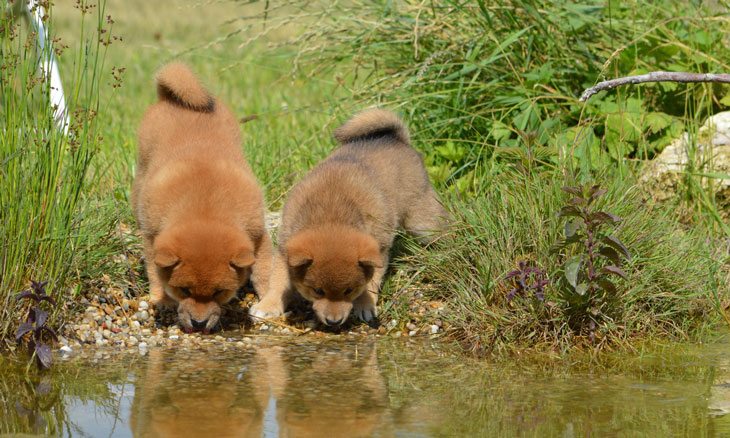 水を飲む二匹の柴犬の子犬