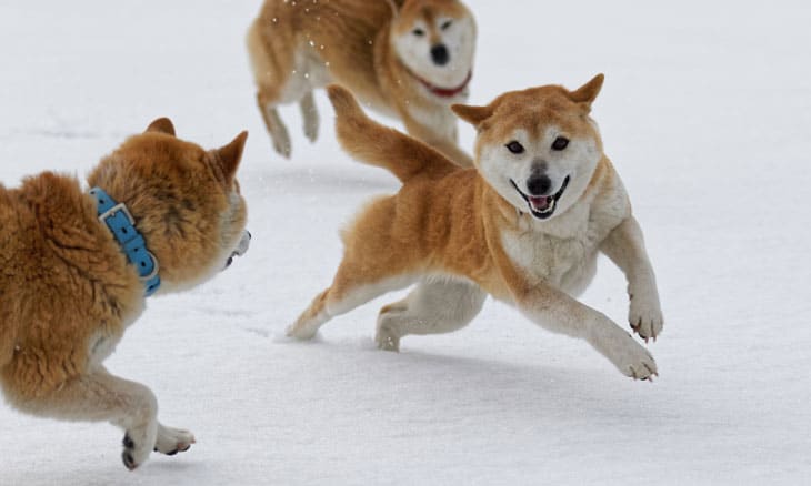 雪の中で遊ぶ柴犬の子犬