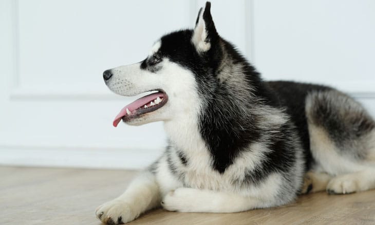 厳選 超かわいいシベリアンハスキーの子犬の画像選 Etweb