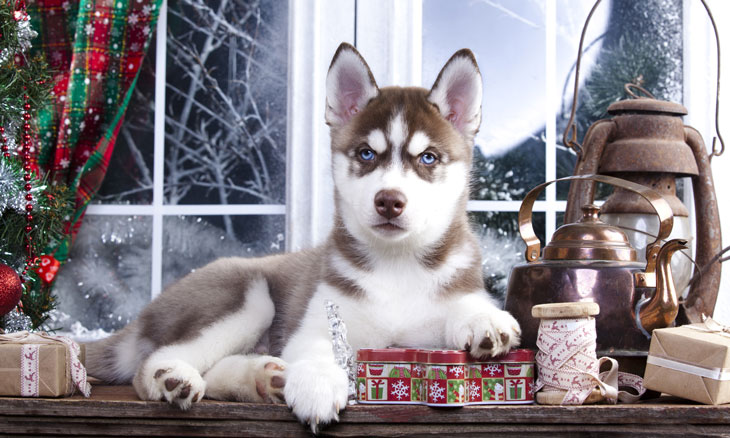 メリークリスマス シベリアンハスキーの子犬
