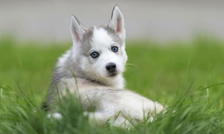 厳選 超かわいいシベリアンハスキーの子犬の画像選 E T Web