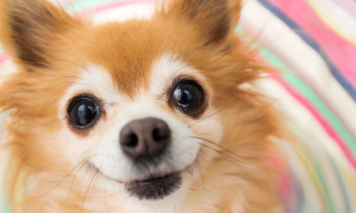 厳選 超かわいいチワワの画像選 E T Web