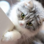 【英語】これだけは知っておくべき猫種に関する英単語一覧