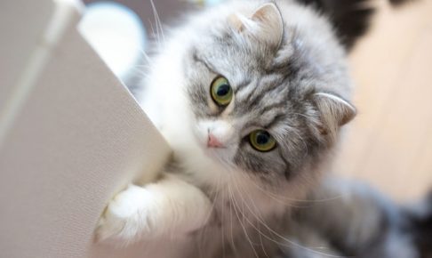 【英語】これだけは知っておくべき猫種に関する英単語一覧
