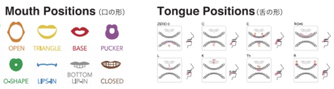 ハミングバード 8種類の「口の形」と「舌の位置」